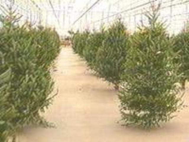 christmas tree recycling in bakersfield begins day after christmas tree recycling in bakersfield begins day after