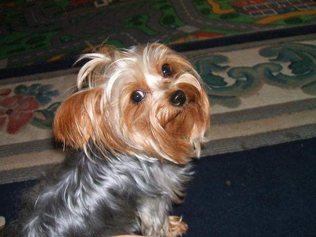 Kern County Animal Services offering $20 dog adoption special this weekend