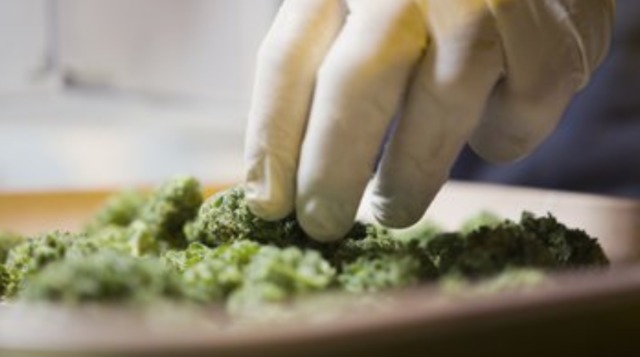 More pregnant women are using pot, study finds