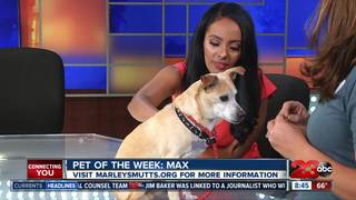 23ABC Pet of the Week: Max